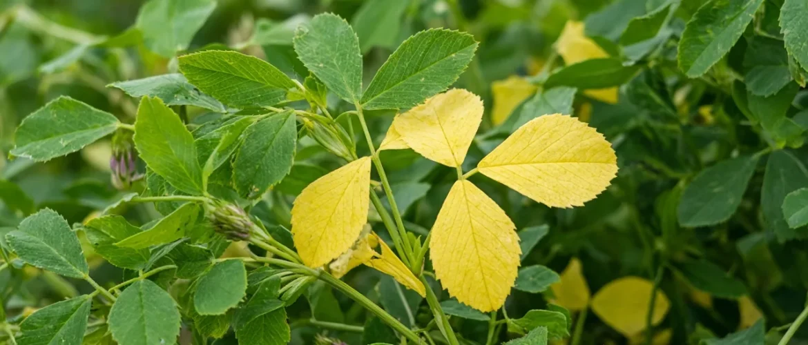 زردی برگ یونجه در مزرعه