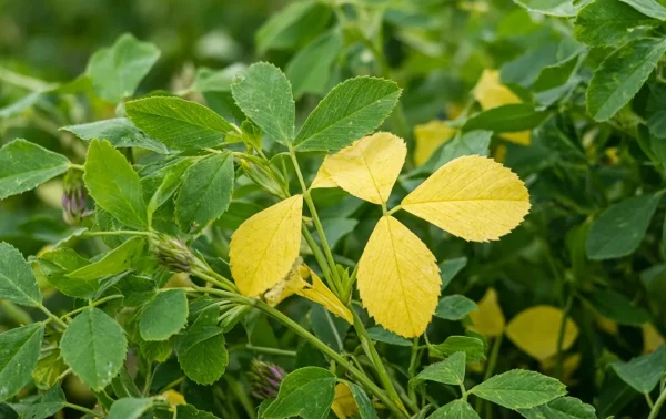 زردی برگ یونجه در مزرعه