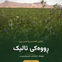 سەماد بۆ وێنجە و شەبدەر – پاکێجی ئالیک (سماد للجت)