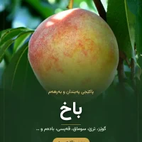 سەماد بۆ باخ و دارە میوە – پاکێجی ترێ، هەنار، سێو و گوێز (سماد للبساتين)