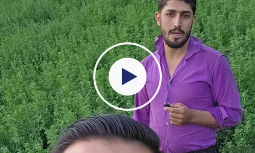 ویدیوی رضایت کشاورز یونجه از رشد کود