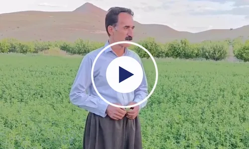 ویدیوی رضایت کشاورز یونجه از رشد کود