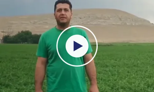ویدیوی رضایت کشاورز یونجه از رشد کود