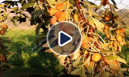 ویدیوی تجربه کشاورز از مصرف رشد کود در چند محصول کشاورزی