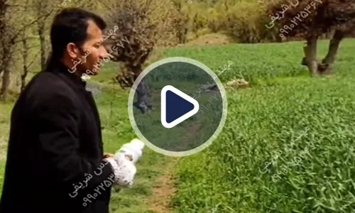 ویدیوی نتایج کود رشد کود در گندم سرمازده