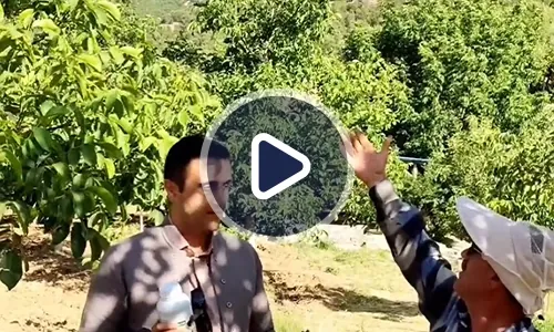 ویدیوی رضایت باغدار از افزایش باردهی درختان گردو