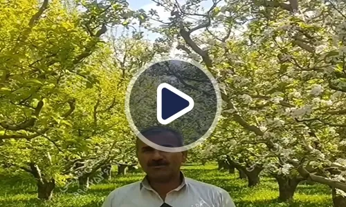 ویدیوی تجربه باغدار از افزایش عملکرد باغ با رشد کود