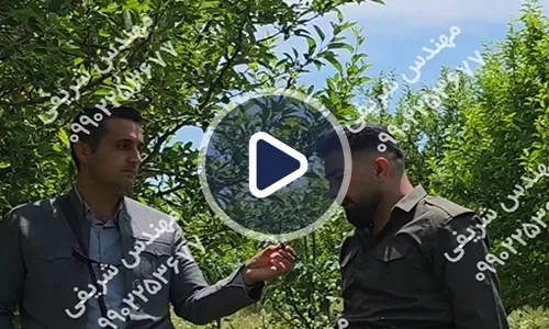 ویدیوی تجربه باغدار زردآلو و سیب از محصولات رشد کود