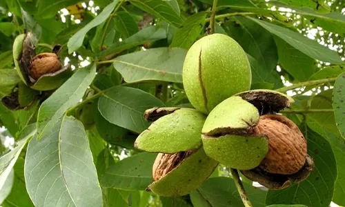 گردوی تازه روی درخت؛ بهترین کود برای درختان گردو